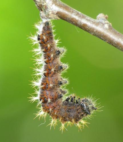 Polygonia c-album